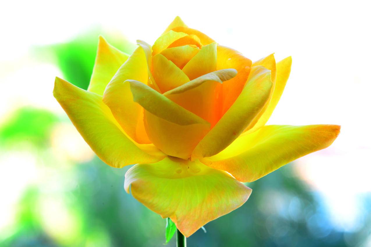 黄色玫瑰花瓣5K壁纸