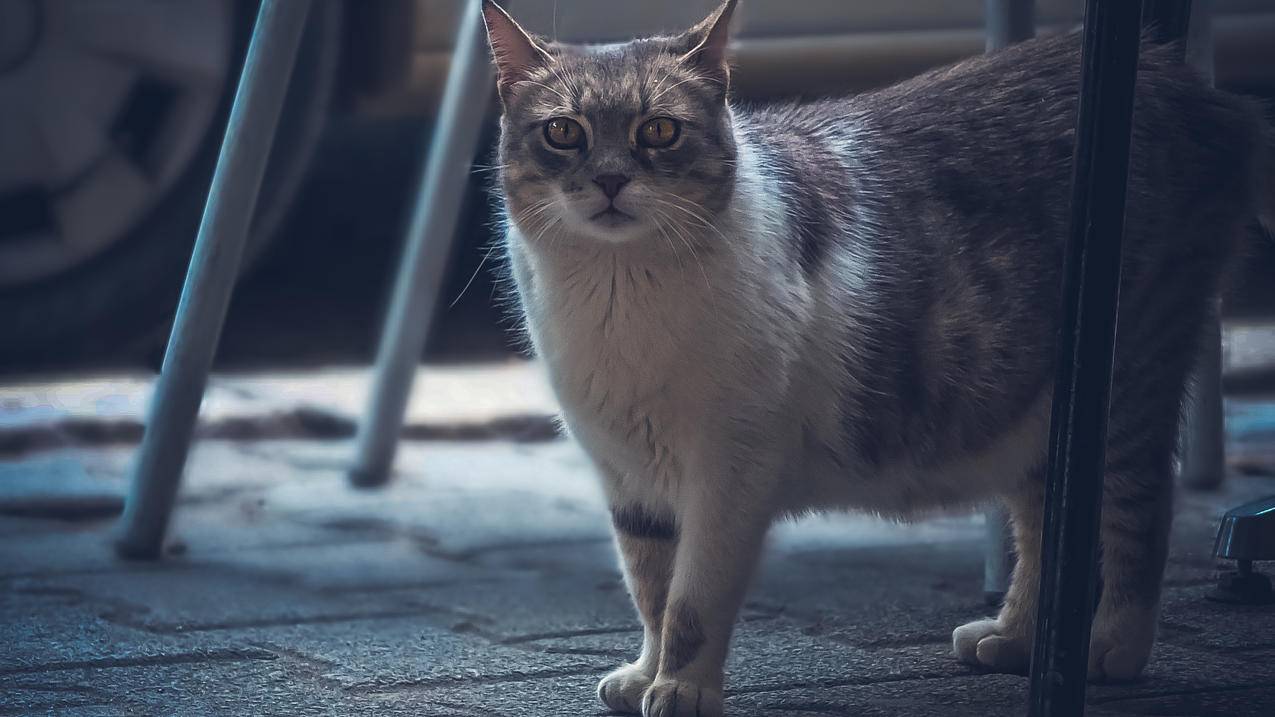 猫