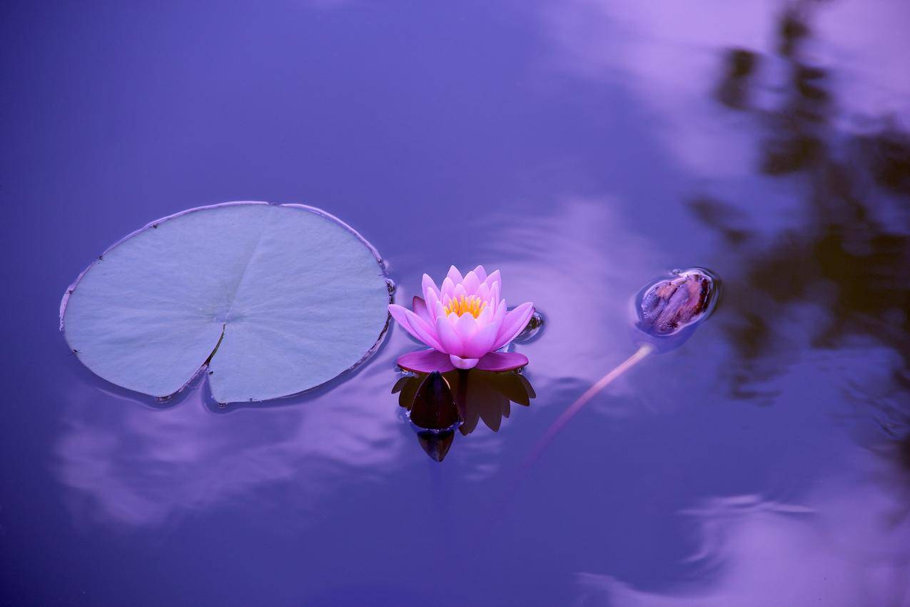 莲花,自然,5K壁纸