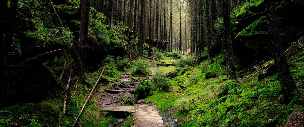 德国瑞士森林国家公园National,park,S228;chsische,Schweiz,Germany3440x1440风景壁纸