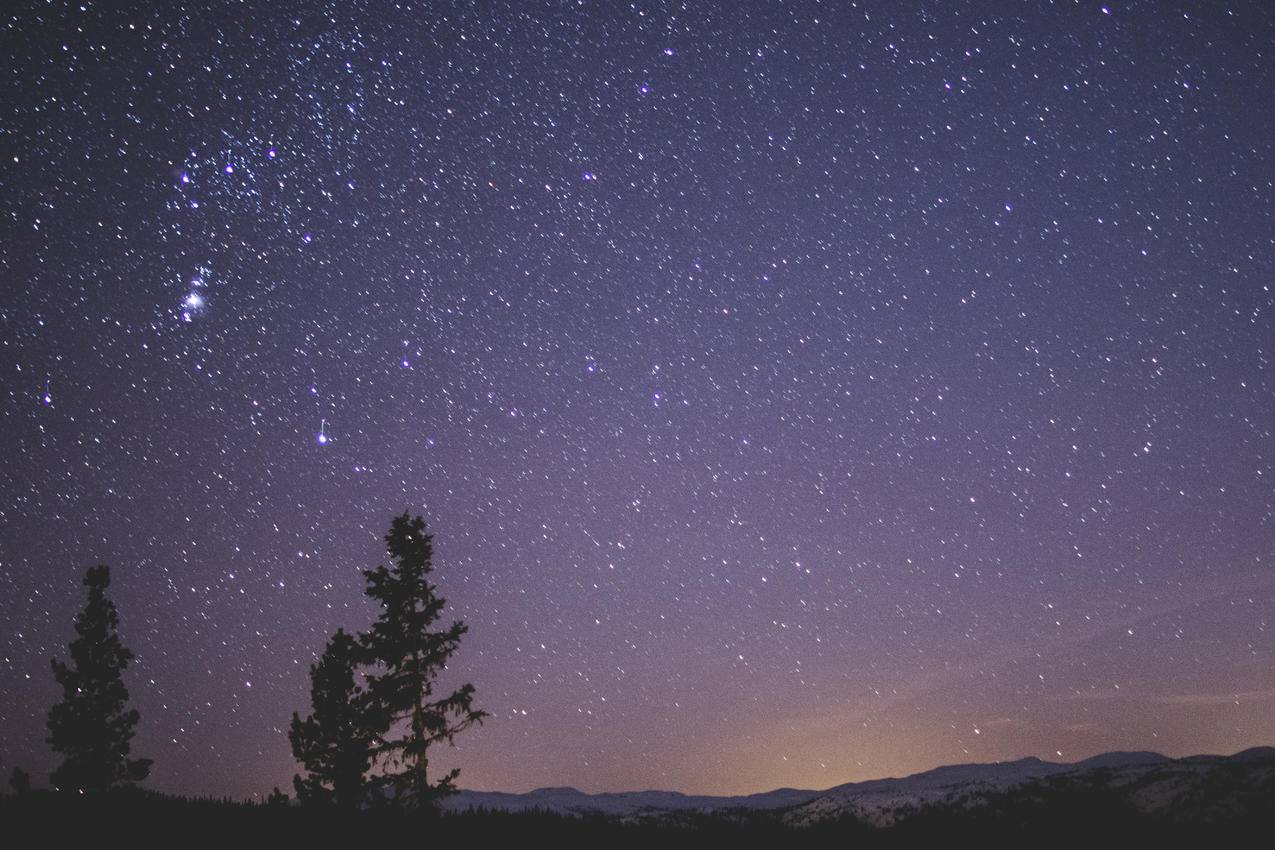 星空下云杉的剪影