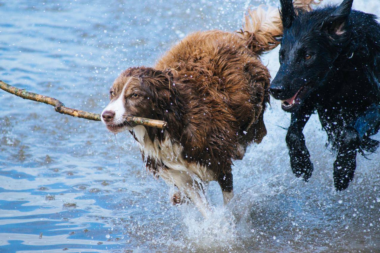 切萨皮克海湾寻回犬,荷兰水猎犬4K壁纸