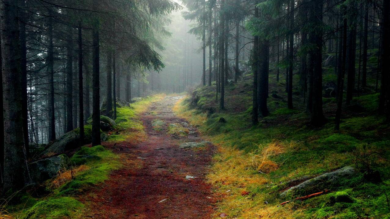 森林,树木,道路,5K风景壁纸