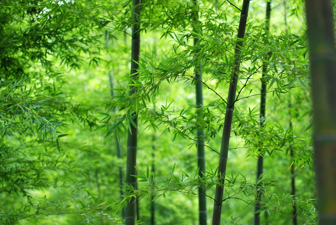 竹林,绿色竹叶,竹子,4K护眼风景壁纸