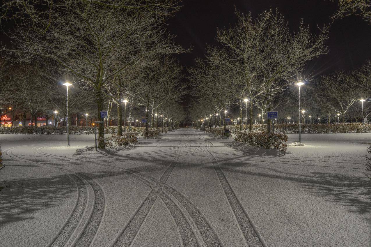 夜间清扫道路附近树木和灯柱