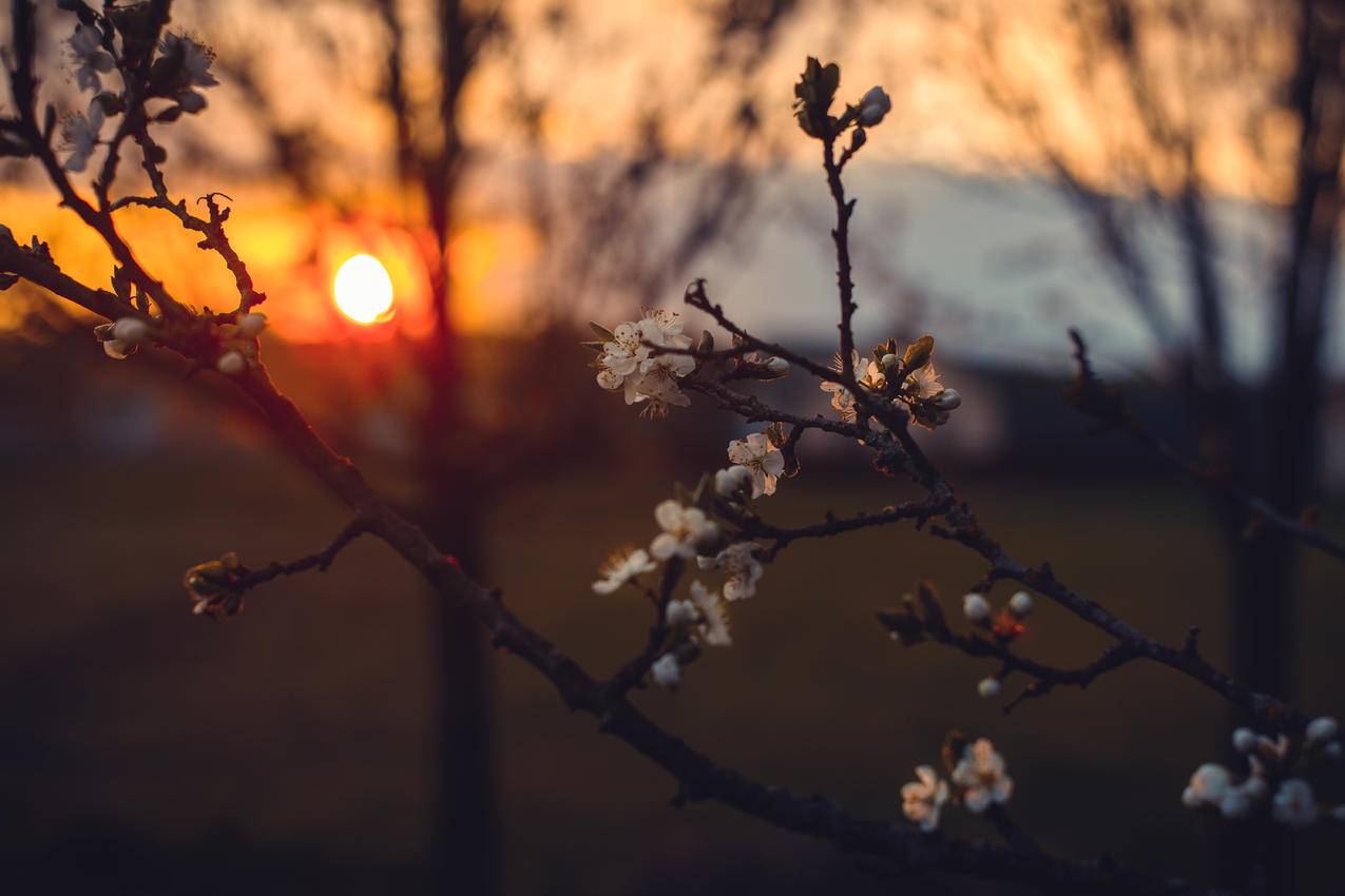 White,Petaled,Flowers的选择性聚焦摄影