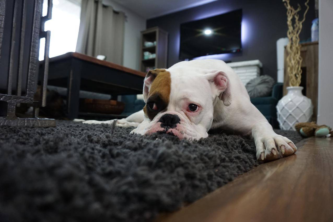白色和棕色的英国斗牛犬躺在黑色地毯上