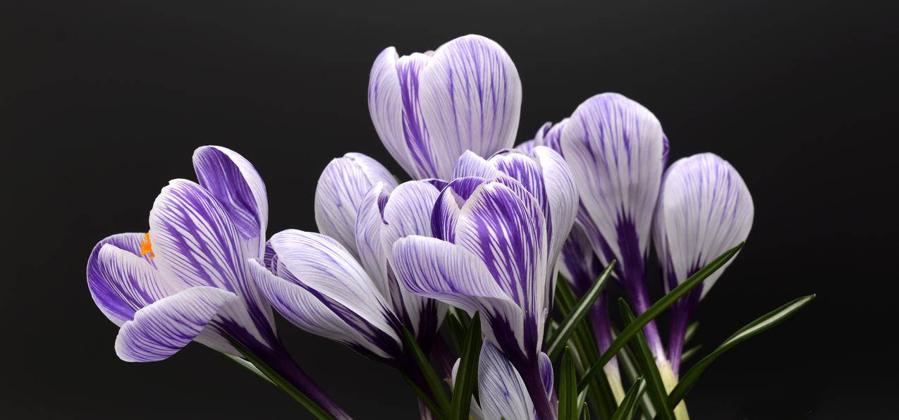 藏红花,开花,紫,5K壁纸