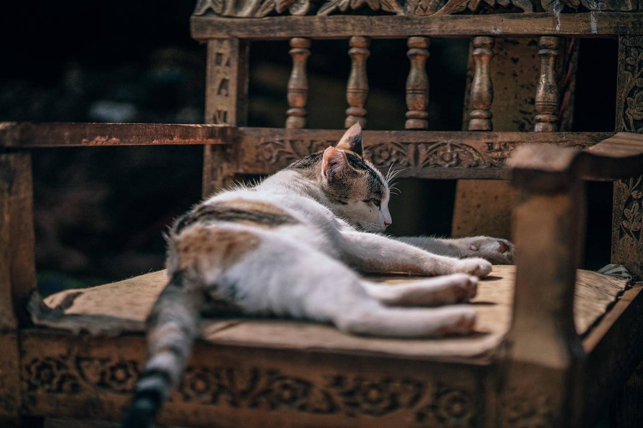 睡在棕色木扶手椅上的花猫