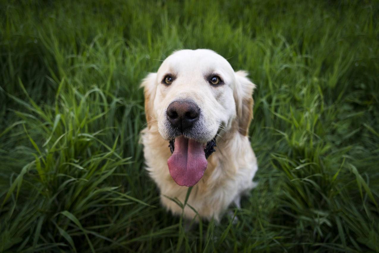白天坐在绿草地上的金毛猎犬