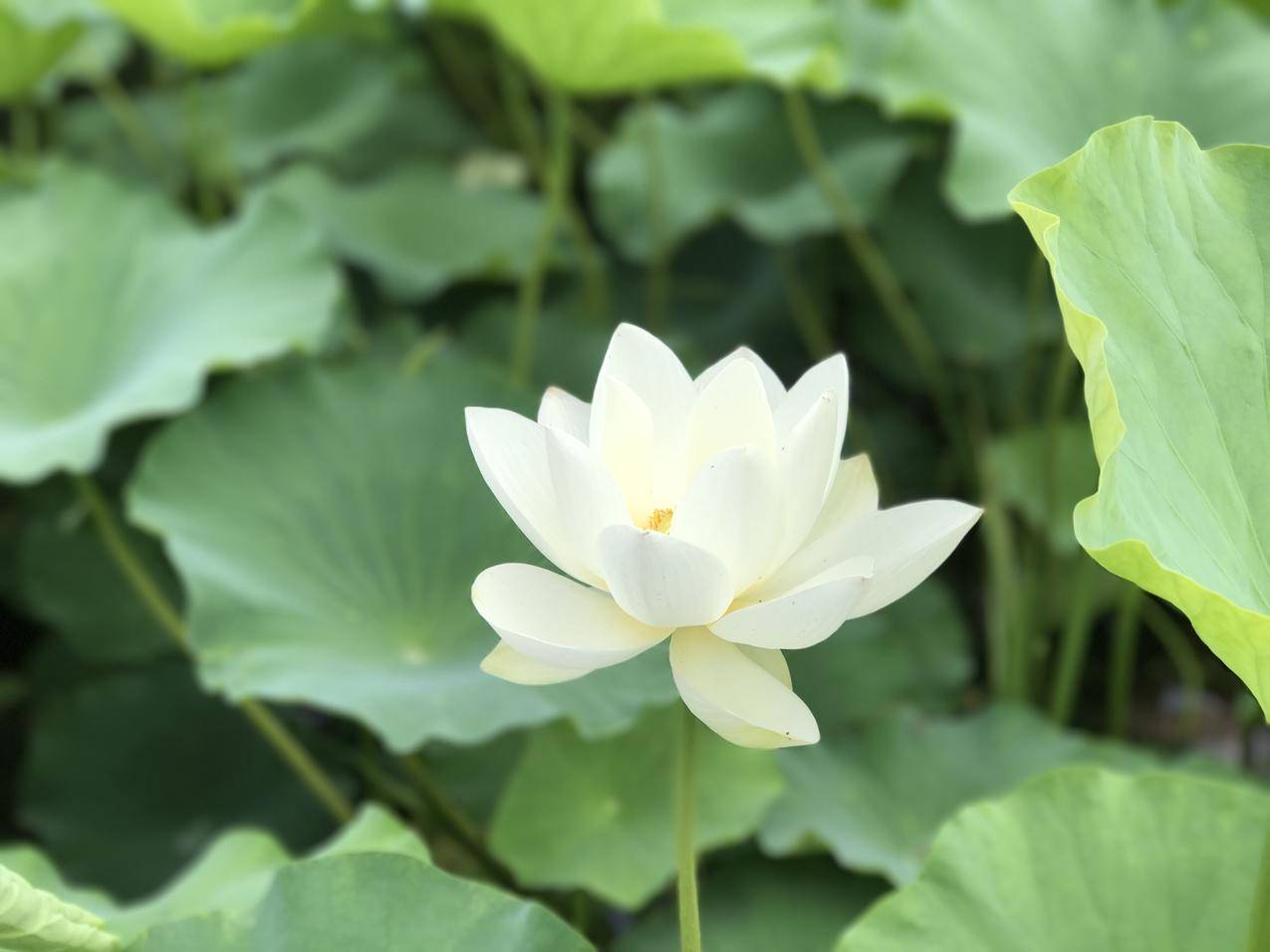 白莲花4K壁纸