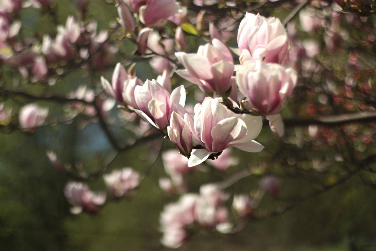 Pink,Flowers浅聚焦摄影