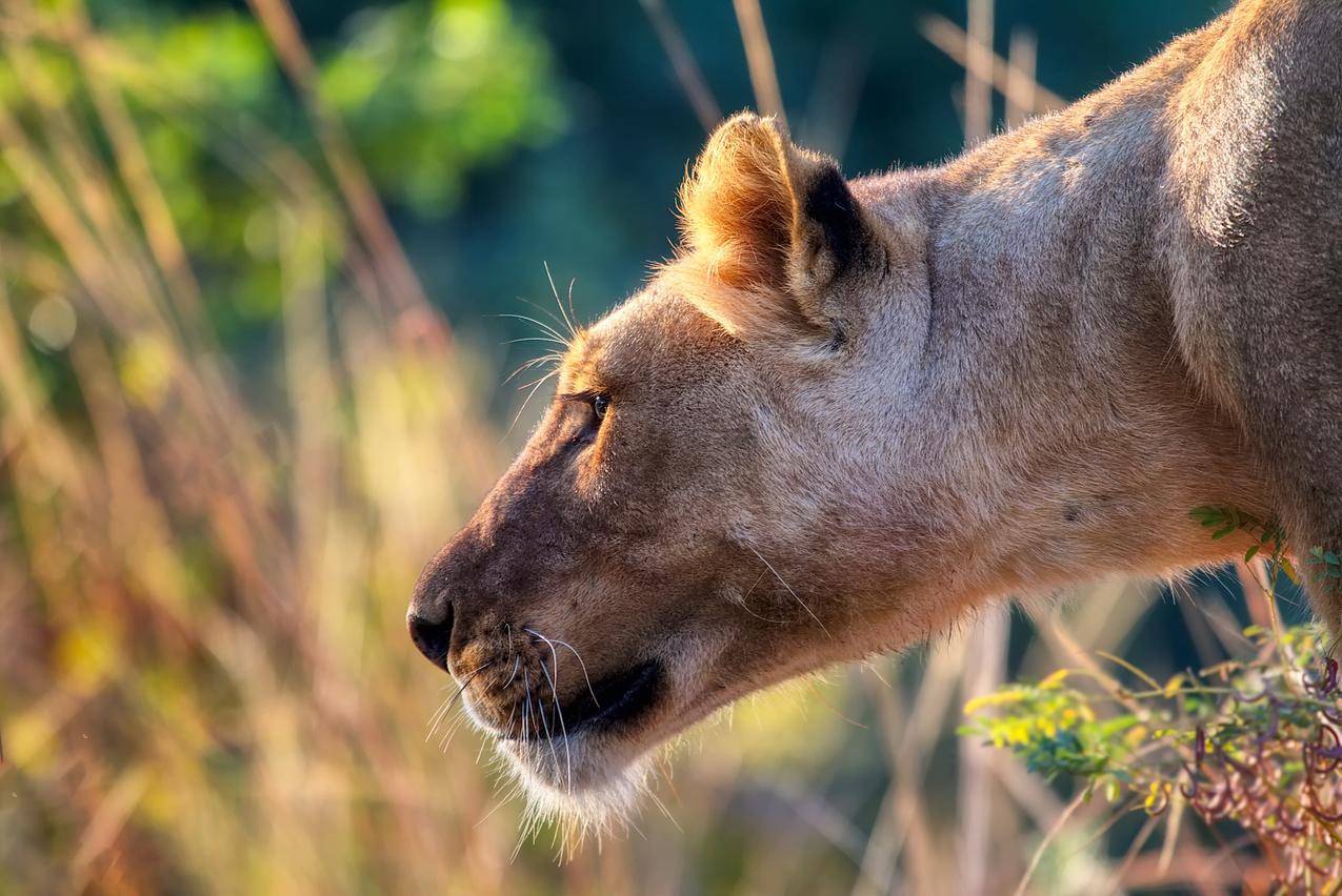 闭上你的lioness