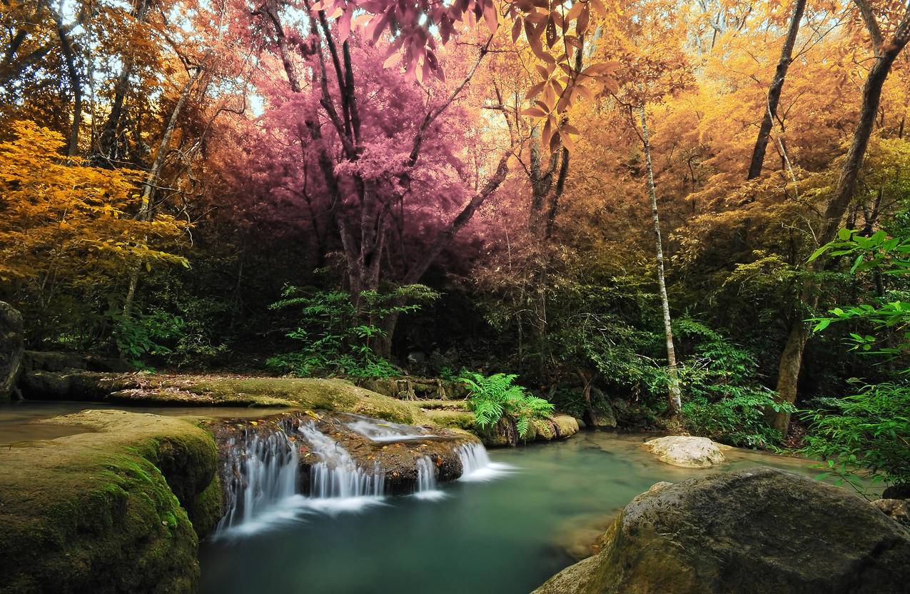 森林的瀑布美丽风景4K壁纸