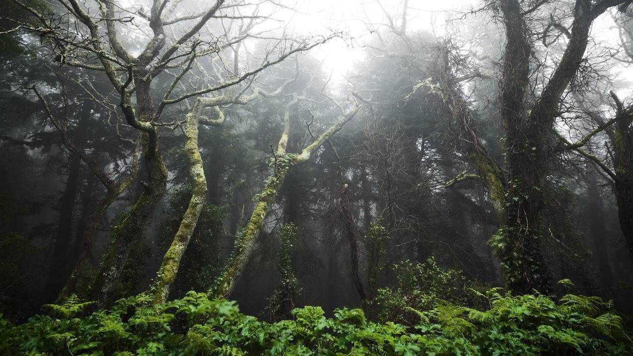 雨林,4k风景高清壁纸