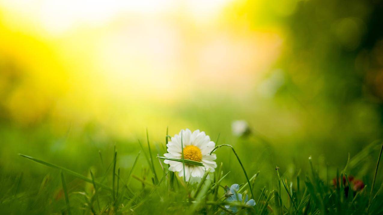 草地,白色雏菊花4K壁纸