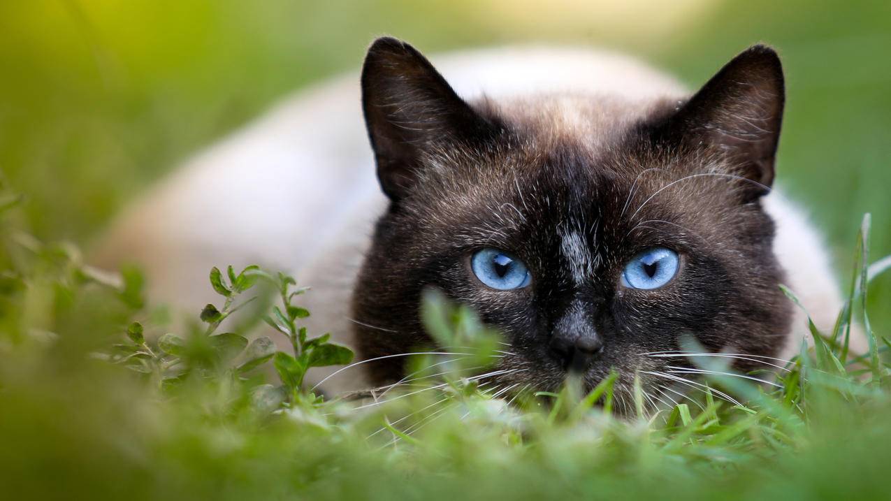 猫,绿色草地,蓝色眼睛的猫,4K高清萌动物壁纸