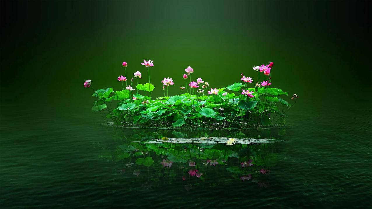 荷花,绿水,4k风景高清壁纸