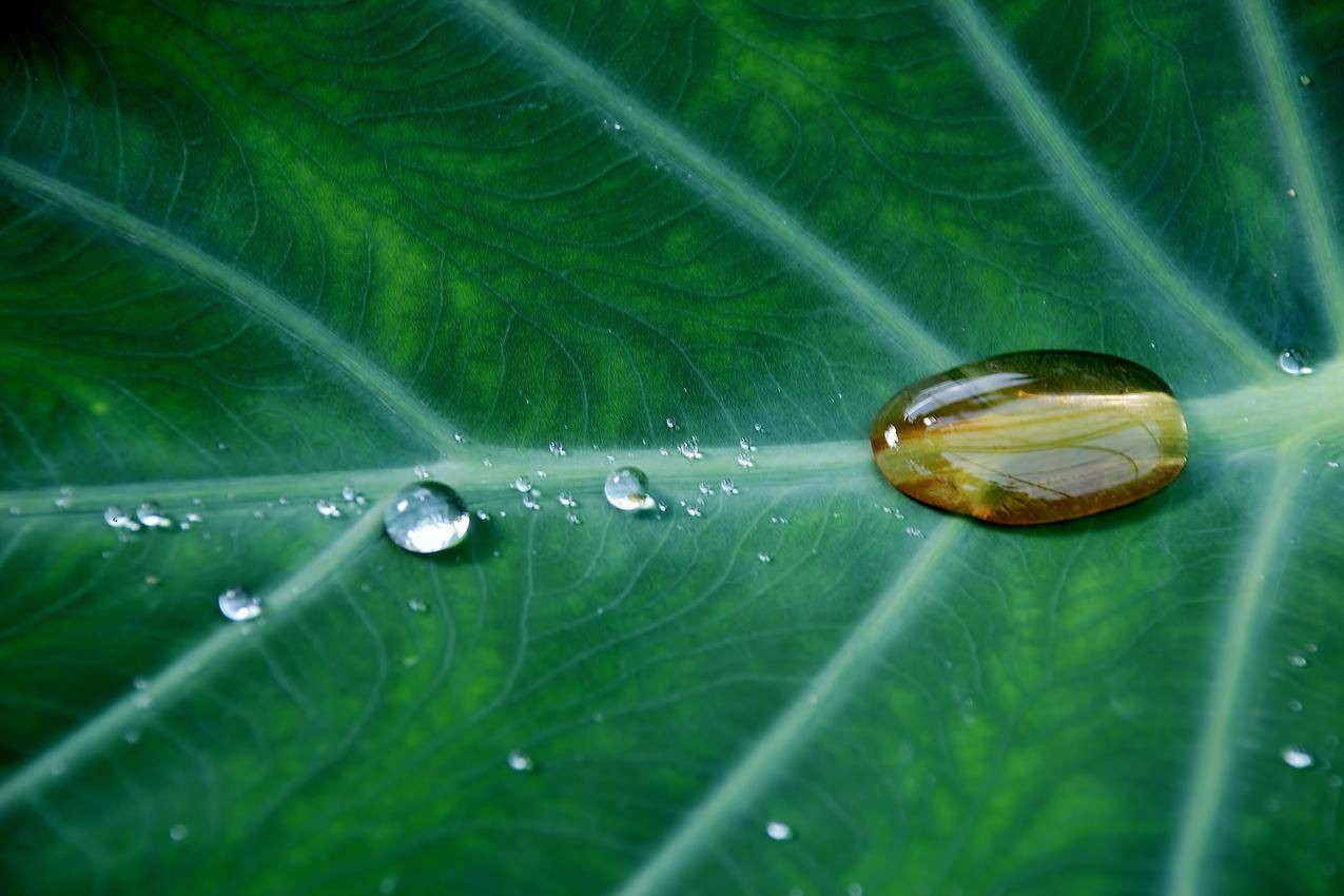 滴液植物叶子,绿色叶子,水滴,4K壁纸