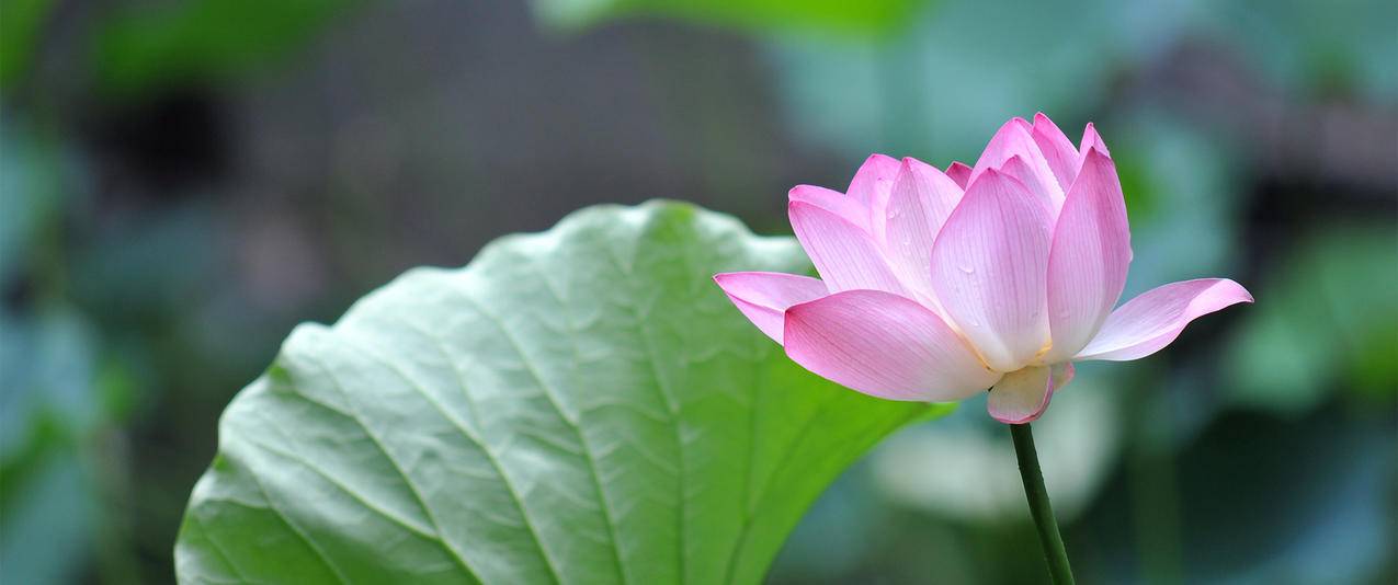 粉红色荷花3440x1440壁纸