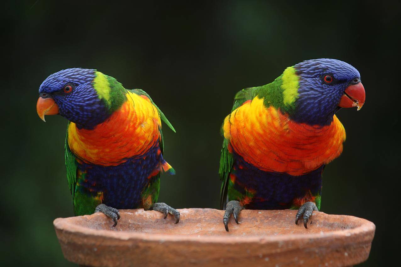 蓝吉恩和Orange,Parrot