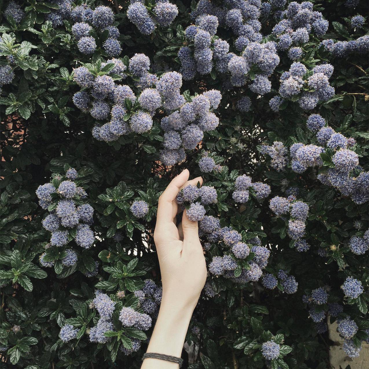 触摸蓝花的人