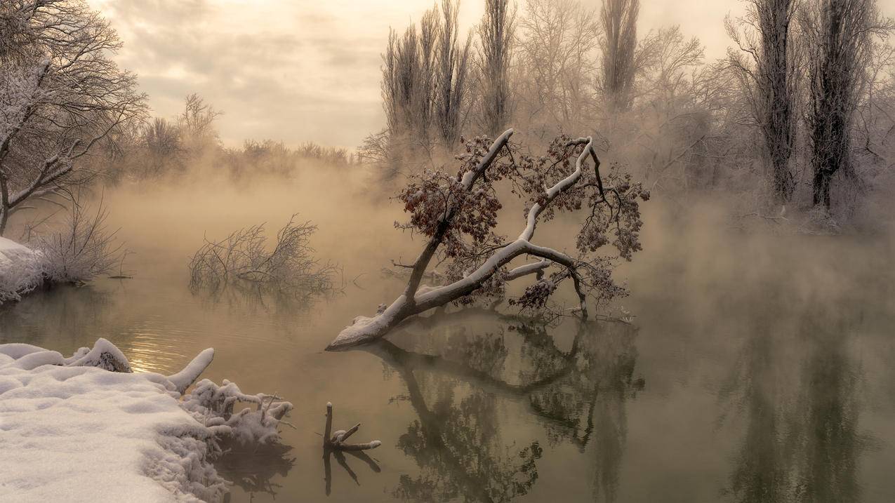 寒冷的早晨,湖,树,4k风景高清壁纸