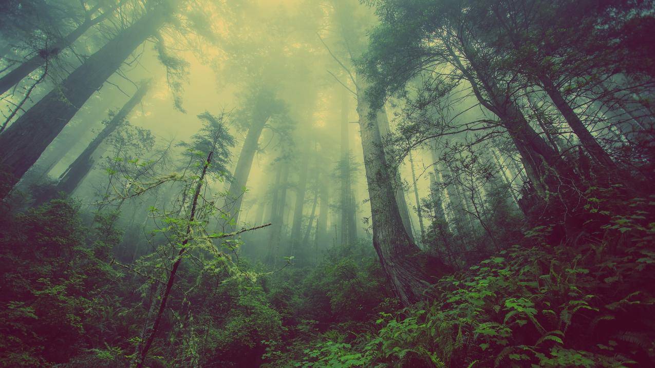 梦幻森林4K风景壁纸