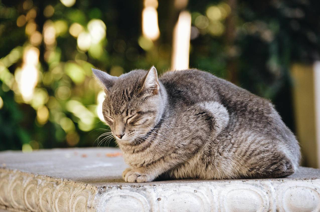 白天白天Gray和黑猫倾向于灰色混凝土表面