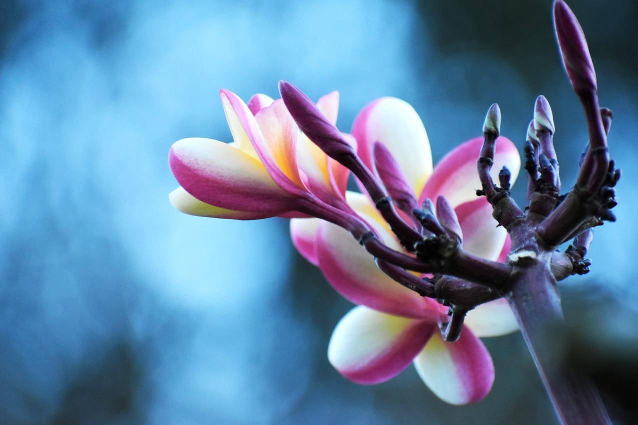 白紫色Petaled,Flowers
