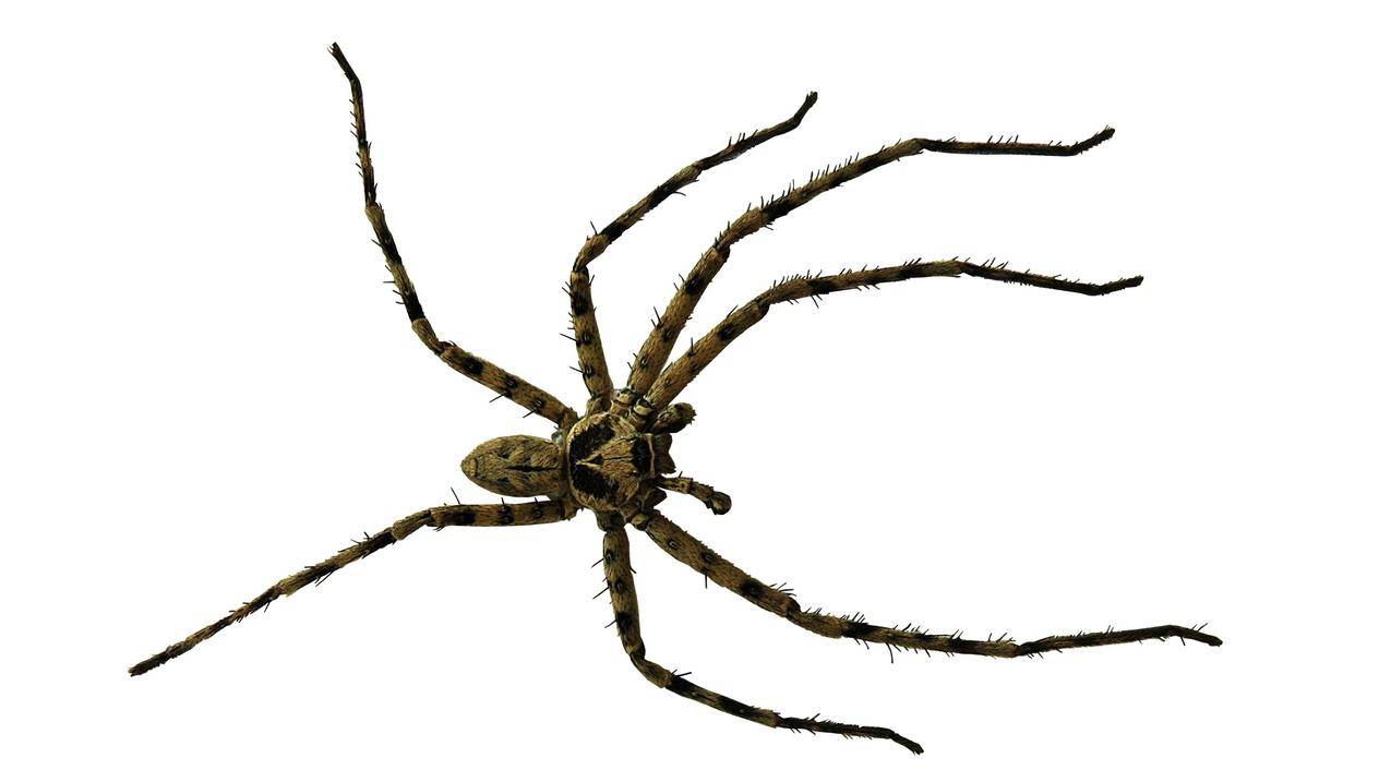 布莱克和Brown,Spider