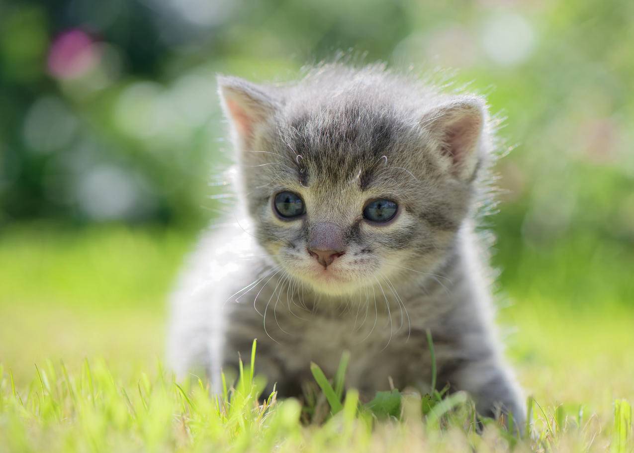 小猫宝贝可,高清,4K萌动物壁纸