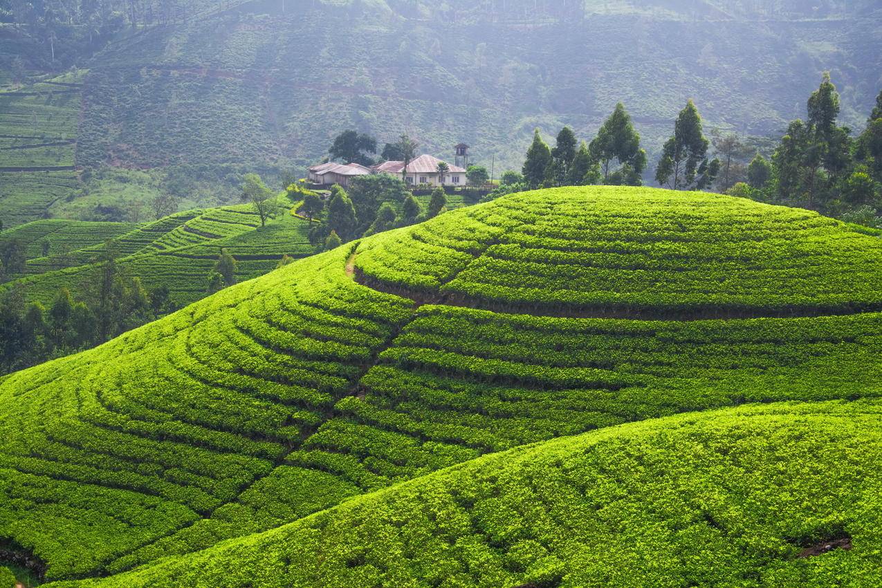种植场,山峦,茶叶,4K风景图片