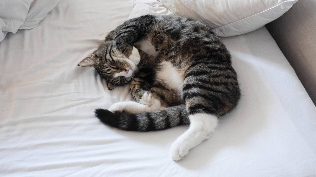 猫,床,睡眠,4K萌动物壁纸