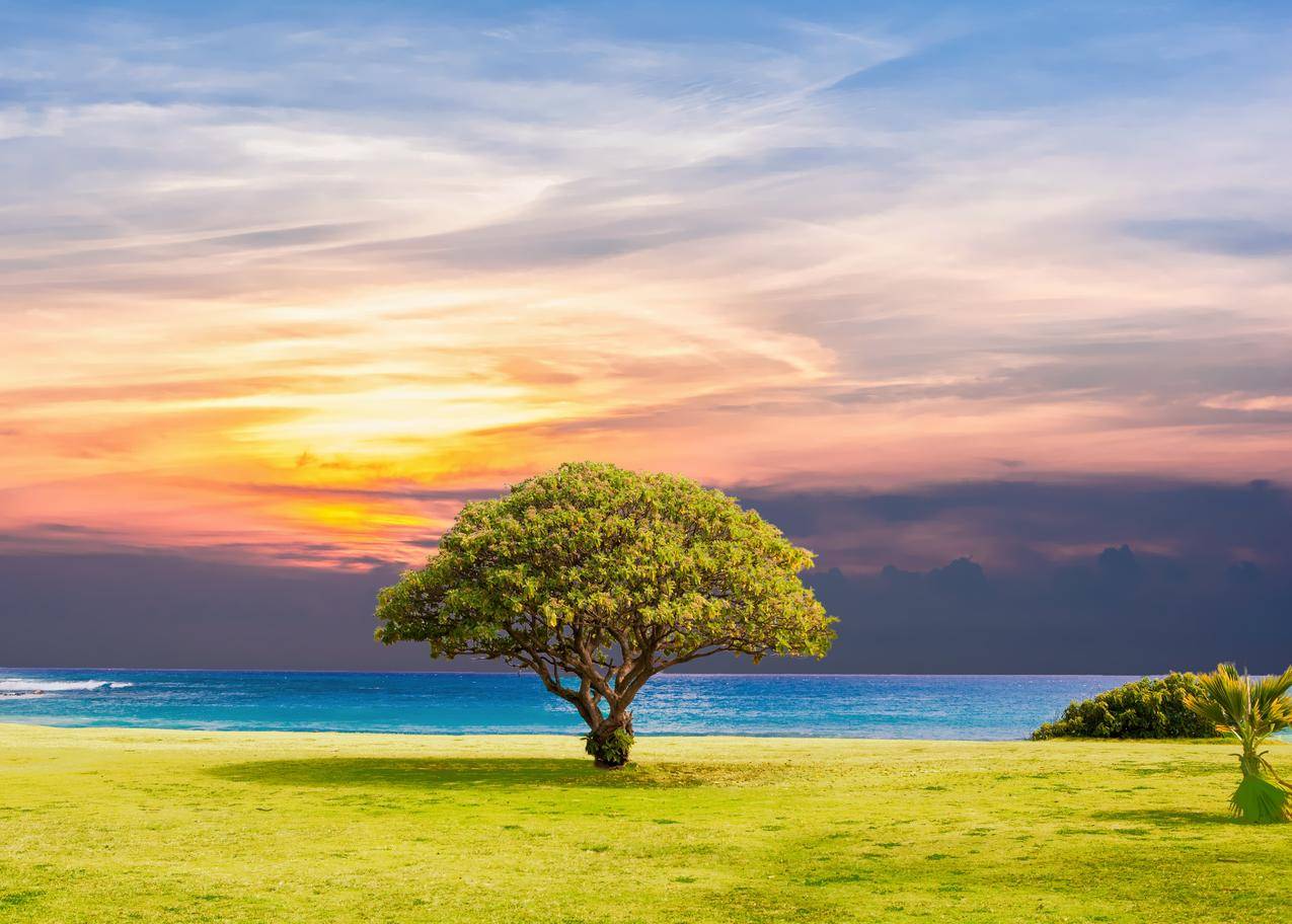 树,海,草,自然,海洋,夏天,太阳,5K风景壁纸