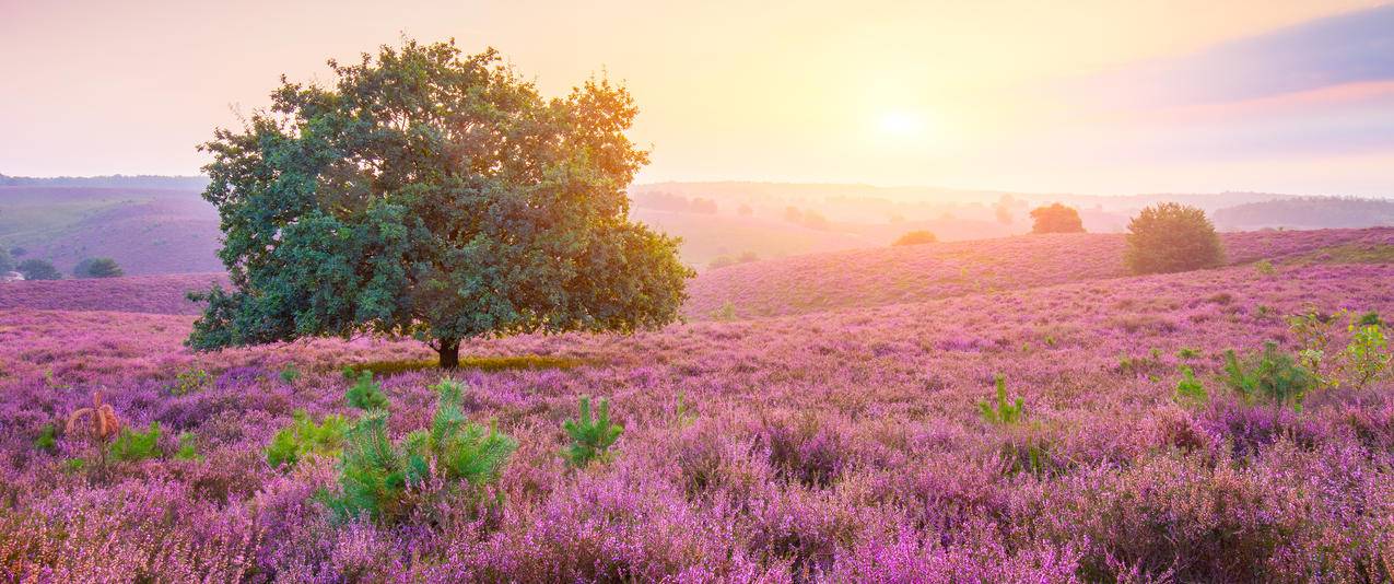 荷兰薰衣草树日出风景带鱼屏壁纸3440x1440