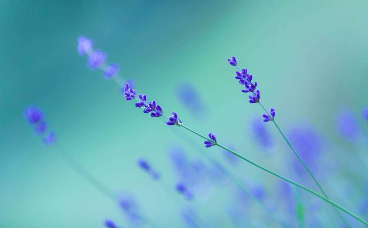 薰衣草,花,小清新,4K壁纸