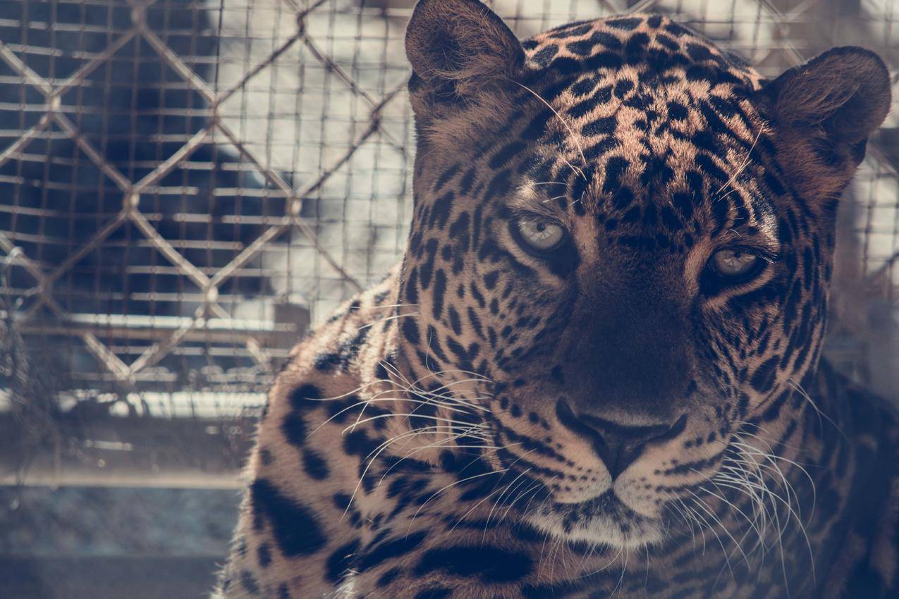 Brown,Leopard在链式栅栏上的应用