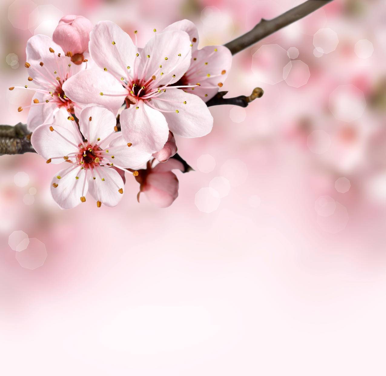 粉红色花瓣花