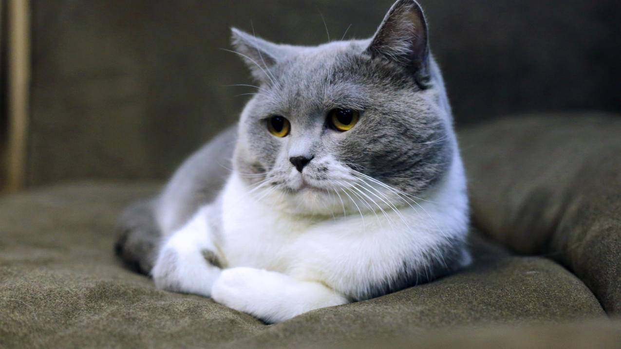 黑色和白色的猫躺在黑色麂皮沙发上