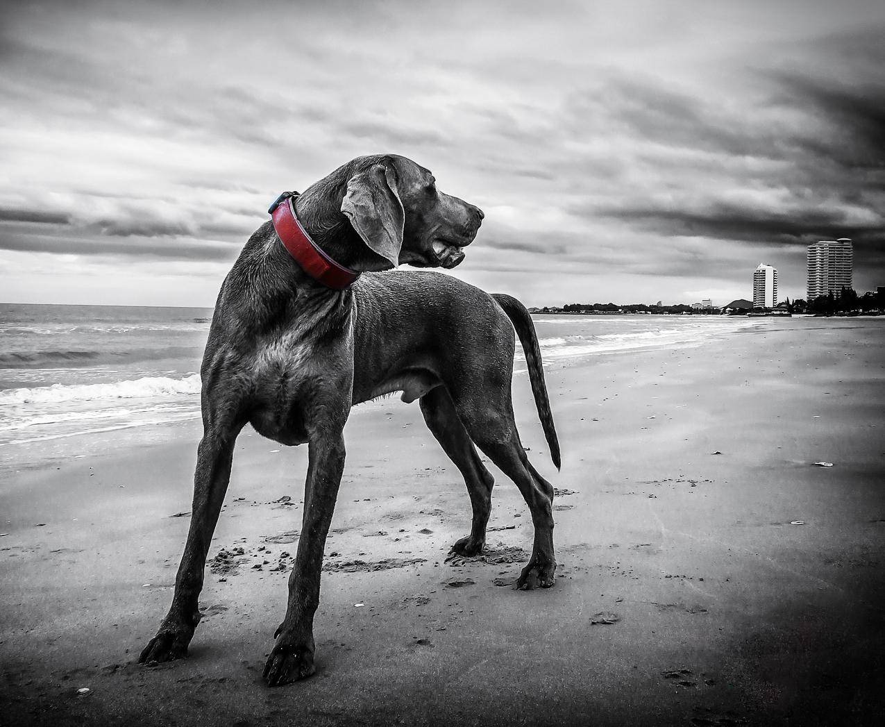 灰色短涂布中型犬