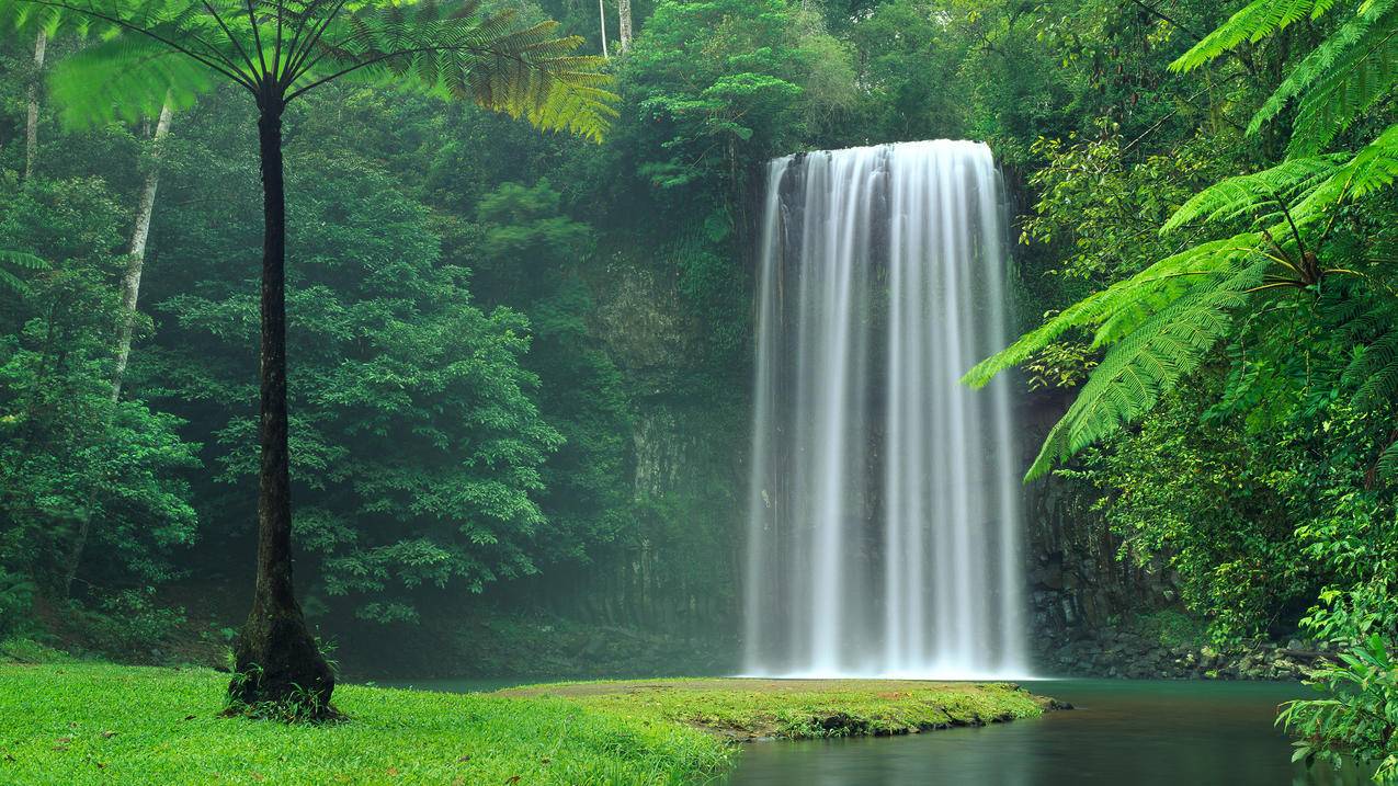 郁郁葱葱的蕨类植物和热带植物,Millaa,Millaa米拉米拉瀑布4K风景壁纸