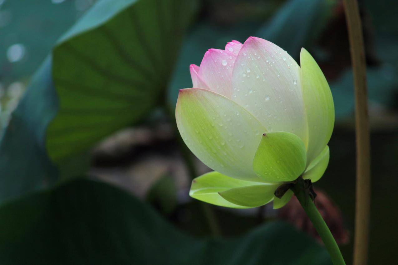 绽放,雨后,荷花,4K壁纸