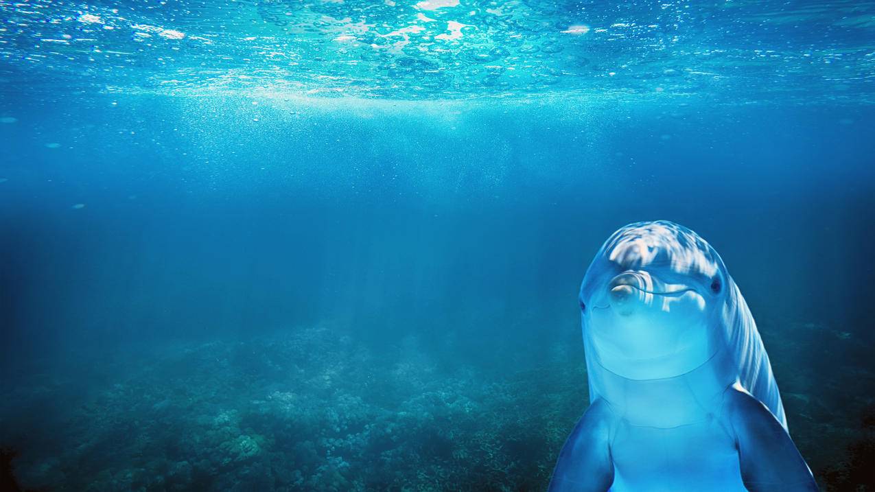 海水,海豚,4K萌动物壁纸