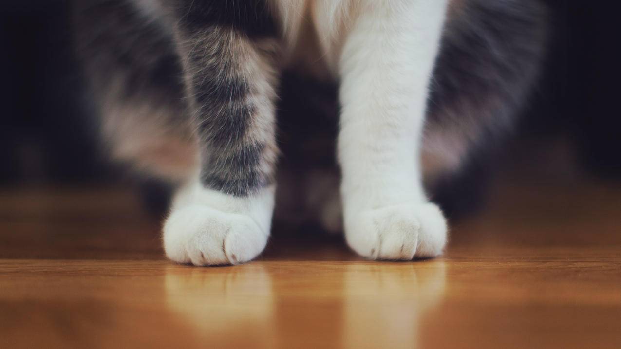 小猫咪的爪子,4K高清萌动物壁纸