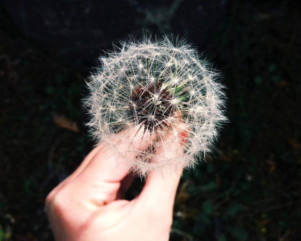 蒲公英,植物,白色,高清壁纸