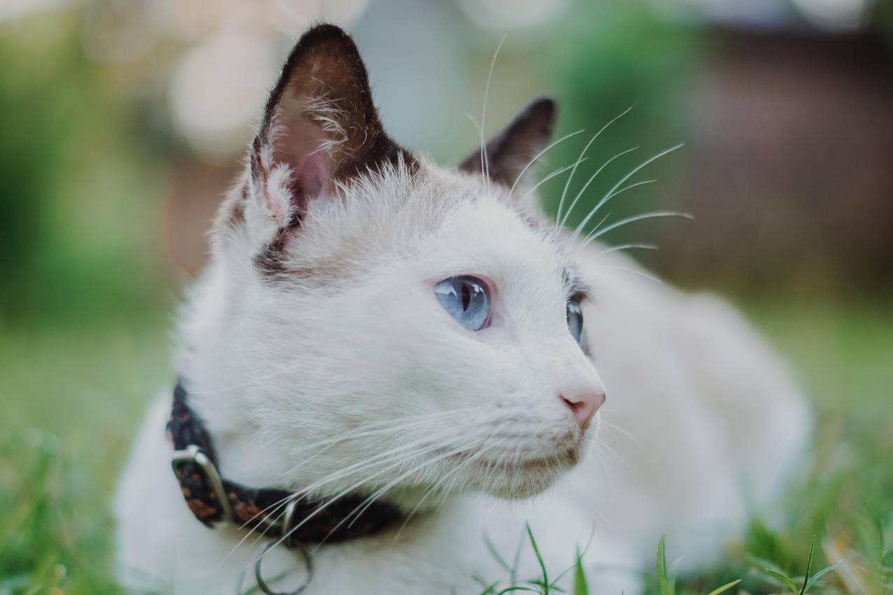 衣领猫
