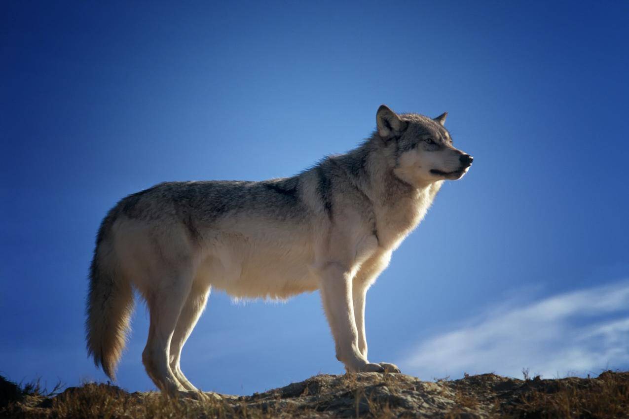 格雷和White,Fox站在棕色岩石地上