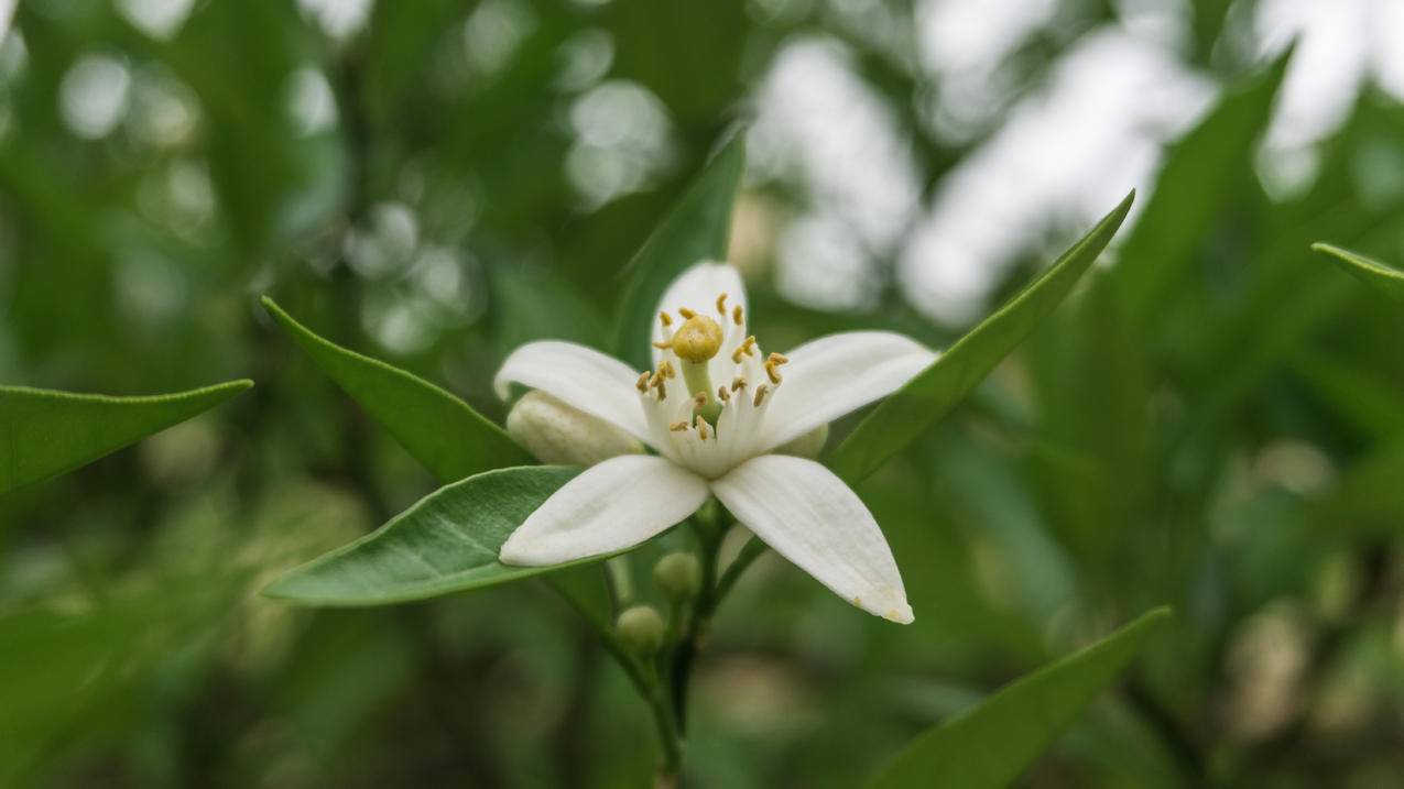 茉莉花选焦图片