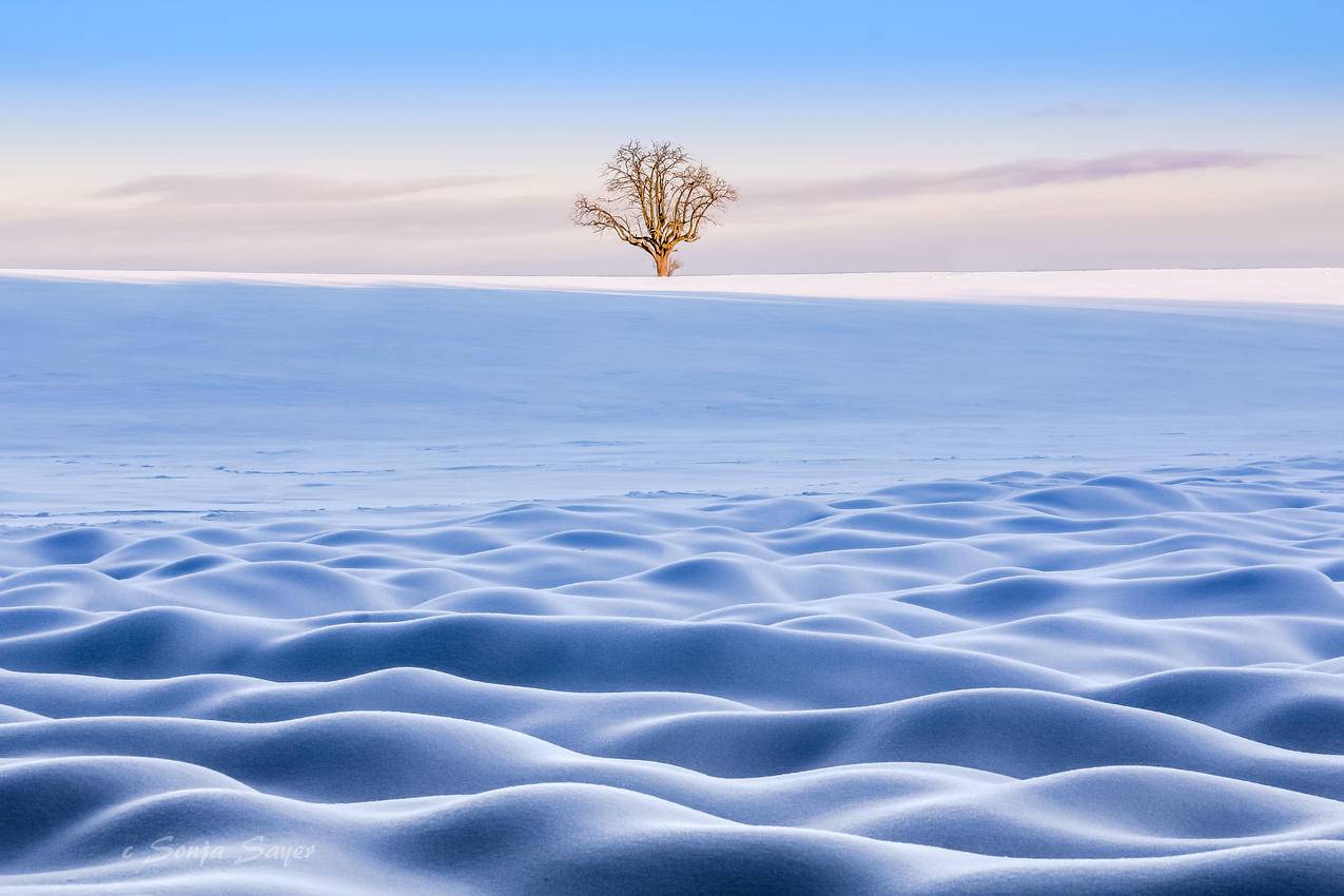 冬天,雪地,一棵树唯美,4k风景高清壁纸